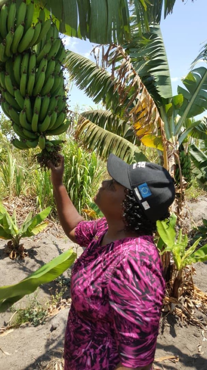 Loma Mtema inspecting a bunch of bananas on the farm