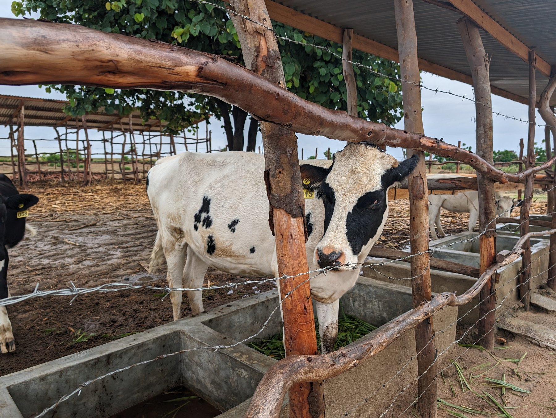 Close view of a black and white cow at JEMAW Farm