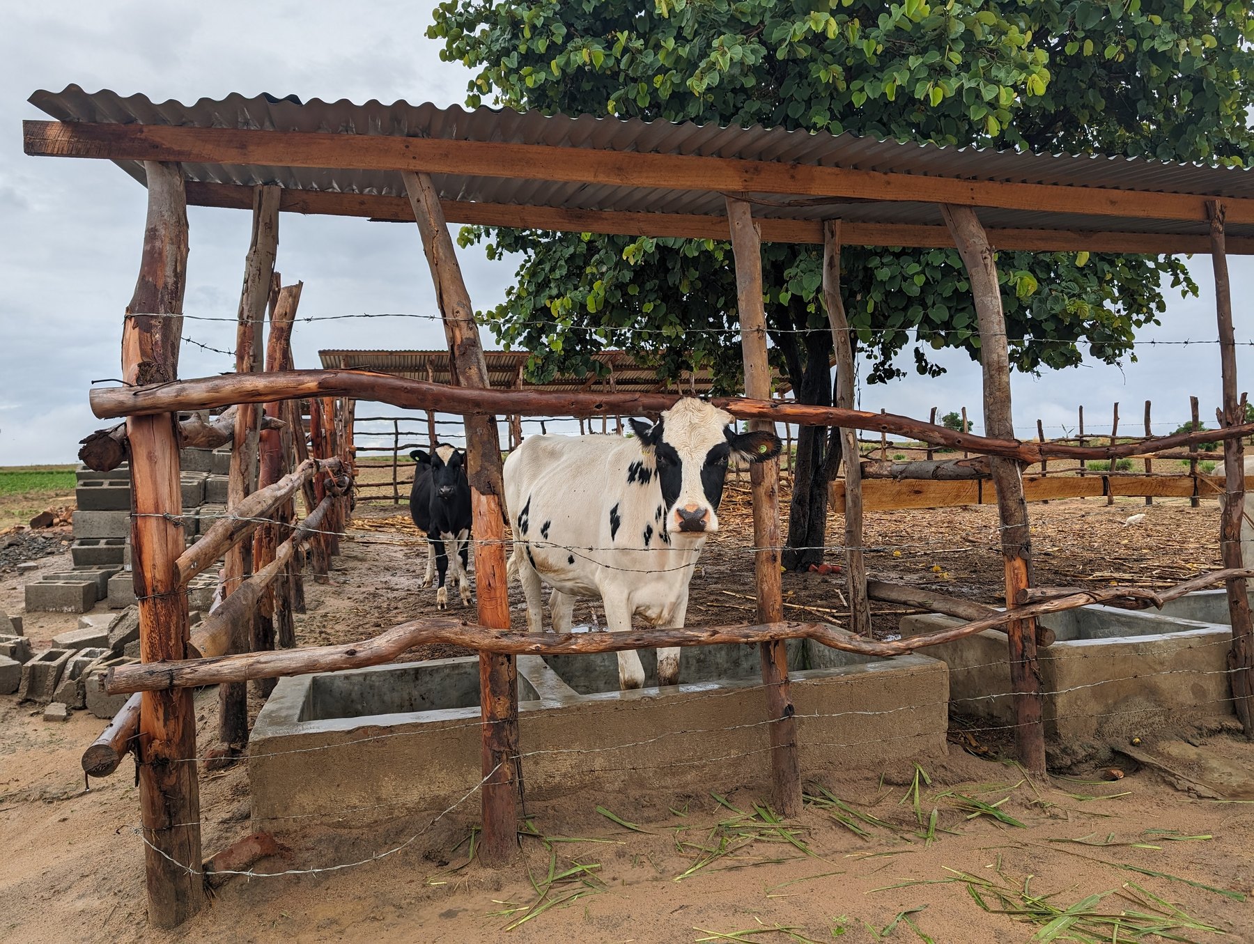Cattle in the sheltered yard at JEMAW Farm in Kasungu