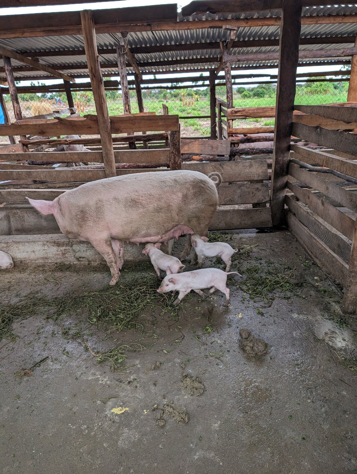 Sow with piglets in the JEMAW Farm piggery